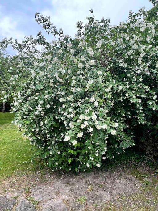 Gite De La Petite Fourmy Saint-Sulpice-les-Feuilles Eksteriør bilde
