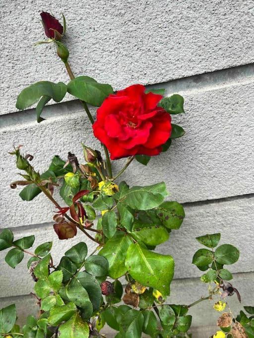 Gite De La Petite Fourmy Saint-Sulpice-les-Feuilles Eksteriør bilde